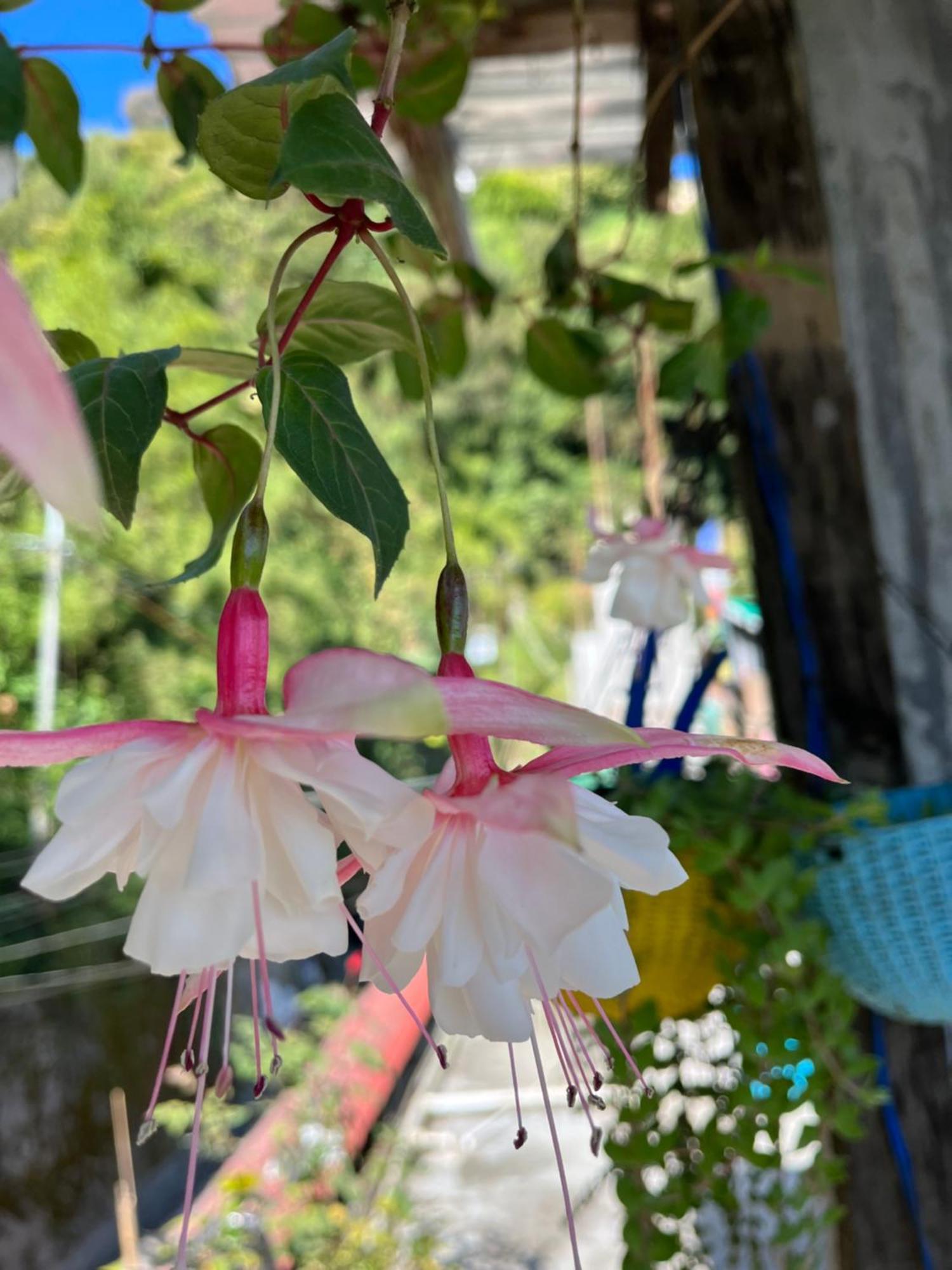 Shalom Inn Home Stay ดาร์จีลิง ภายนอก รูปภาพ